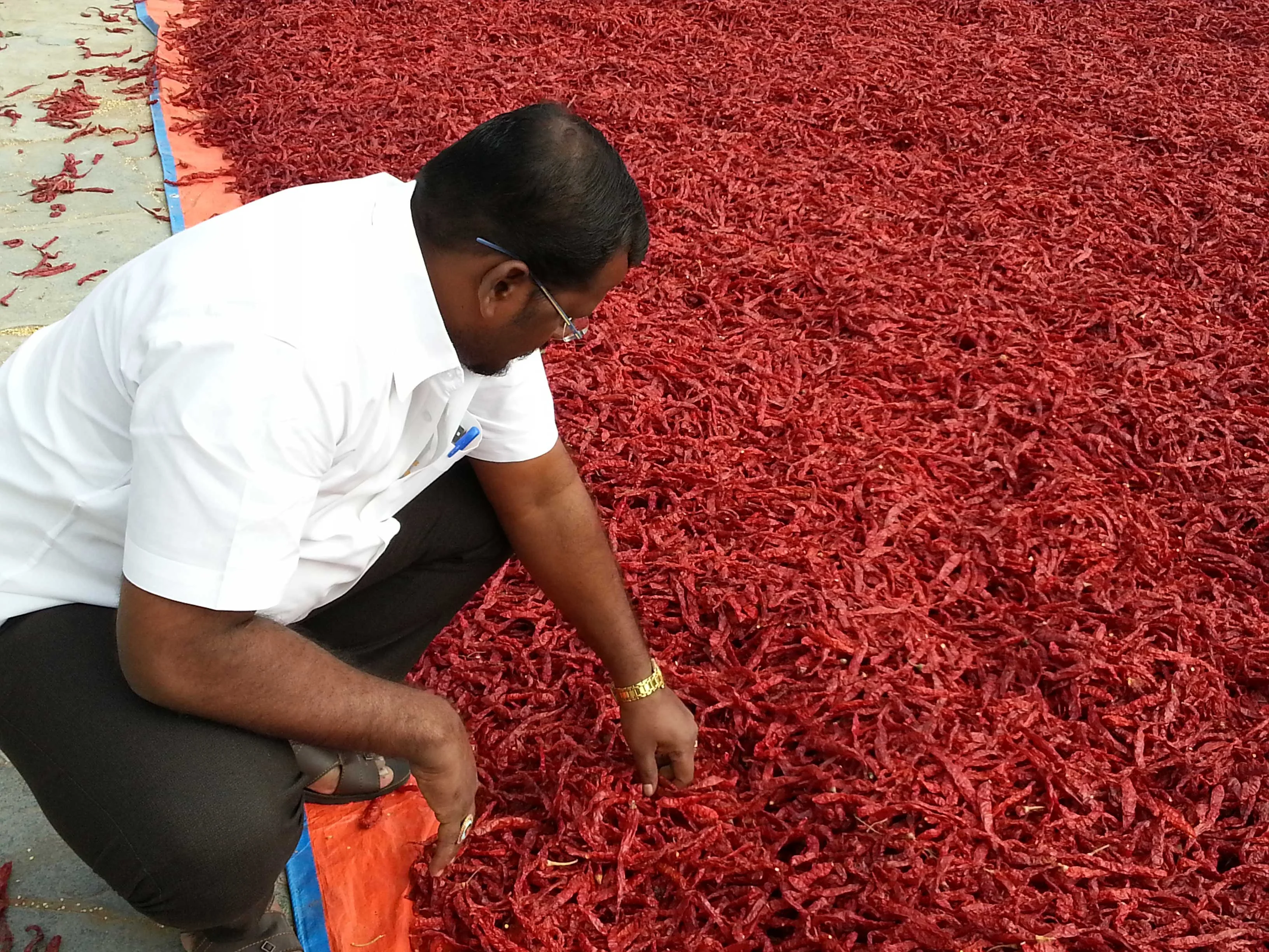 Quality inspection of sun-dried red chillies