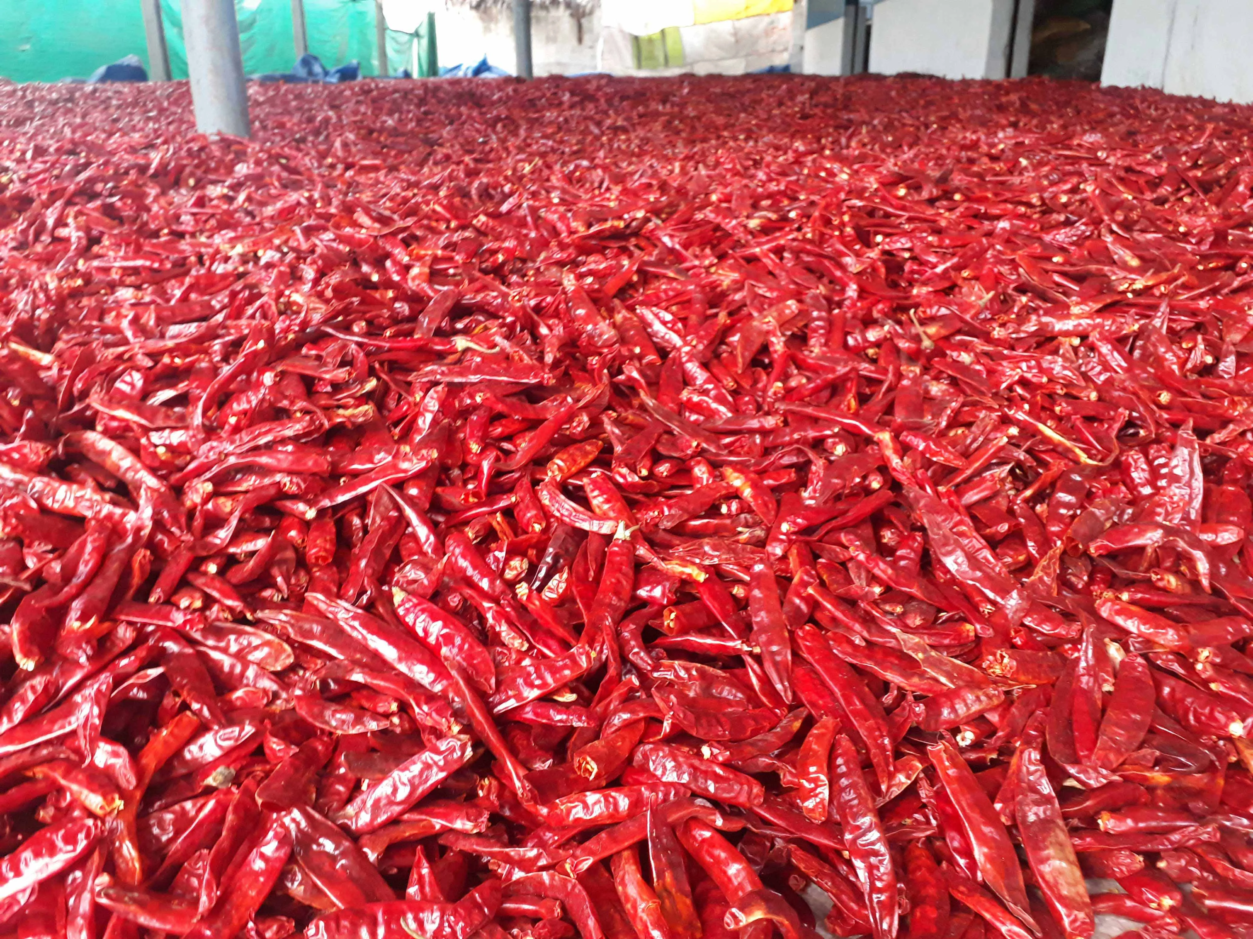 Sun-dried red chillies selected by Suji Masala