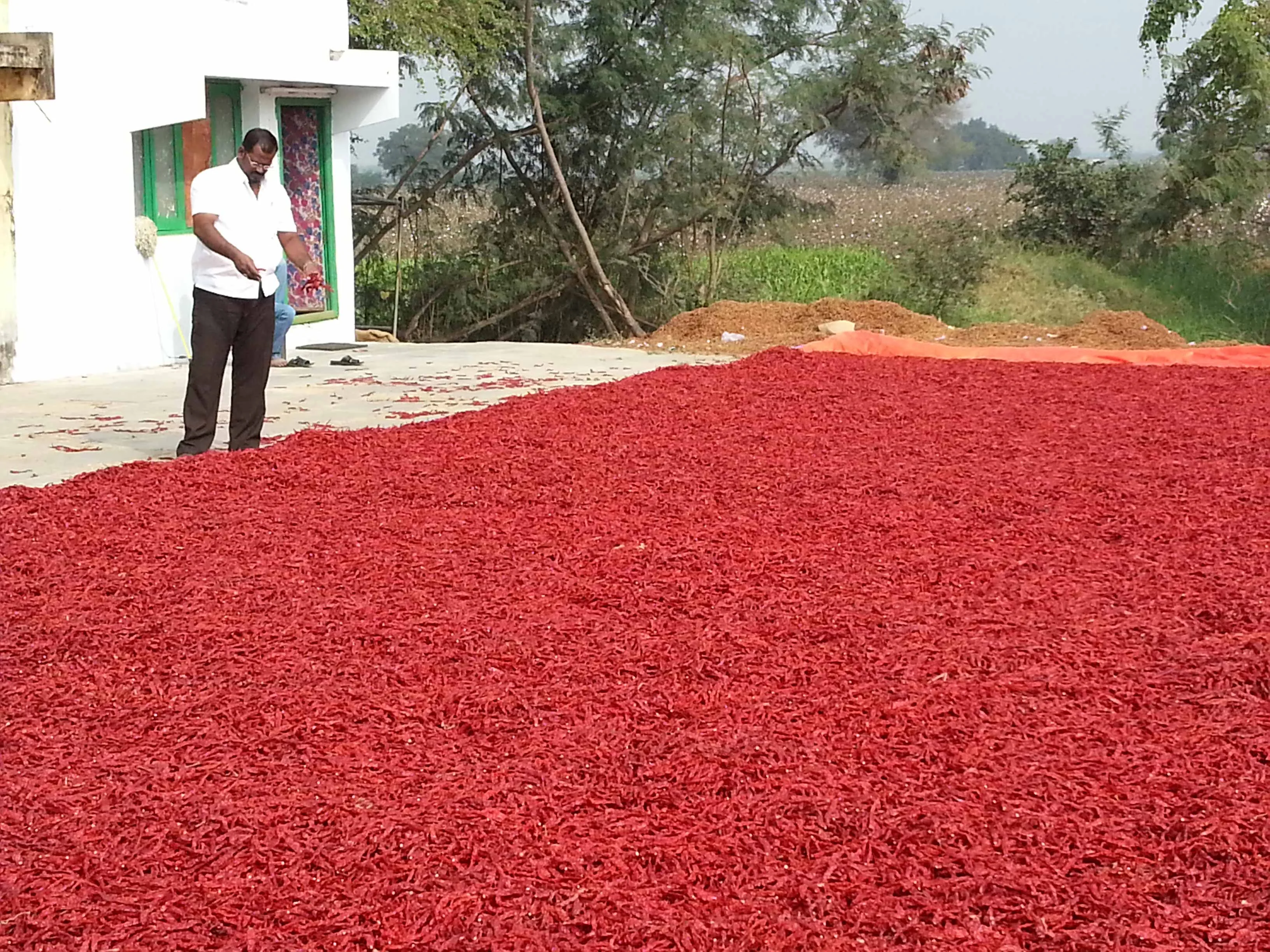 Red chillies drying naturally at the sourcing location