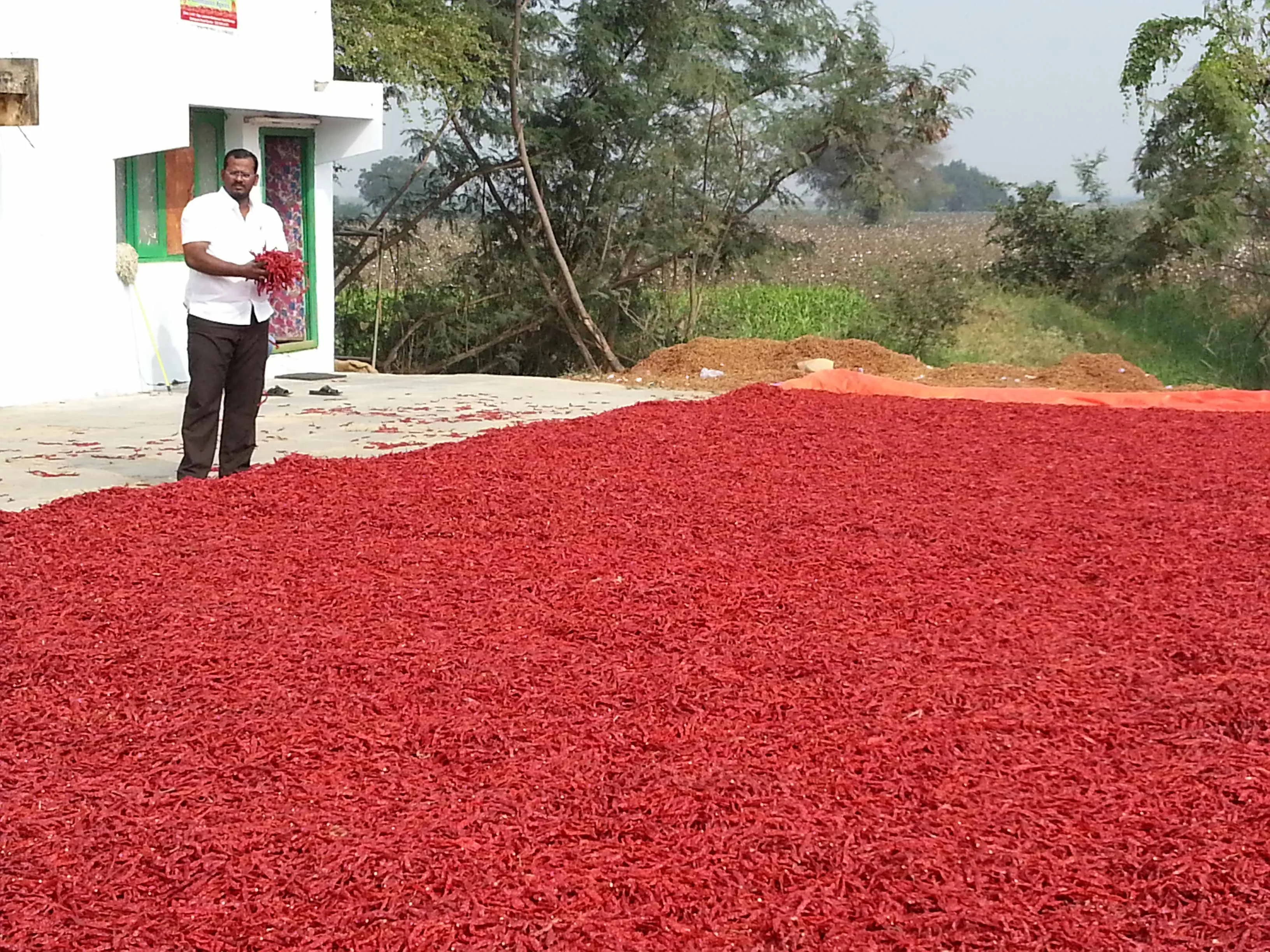 Hand-selected chillies at the sourcing location