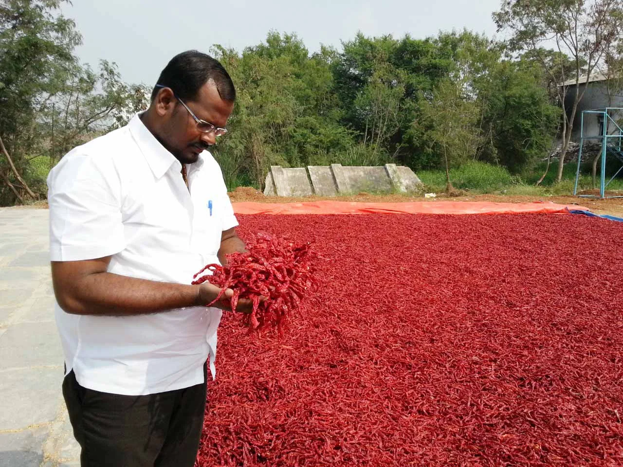 Chilli selection at the drying yard